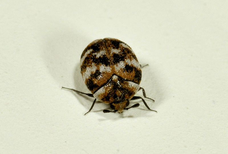 Anthrenus verbasci (cf.), Dermestidae